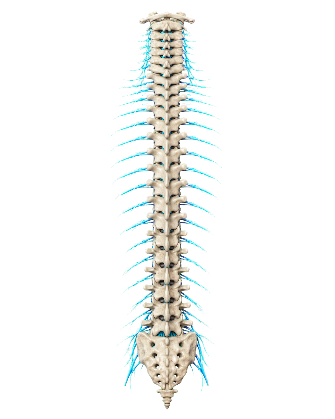 Posterior illustration of the spine with branching spinal nerves